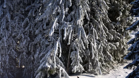 Verglichen mit fr&uuml;heren Jahren f&auml;llt nicht nur weniger Schnee, er schmilzt auch schneller dahin. (Archivbild) - &copy; Karl-Josef Hildenbrand/dpa