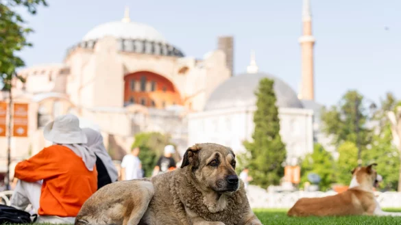 Straßenhunde in Istanbul sollen künftig nicht mehr gefüttert werden dürfen. (Archivbild) - © Francisco Seco/AP/dpa