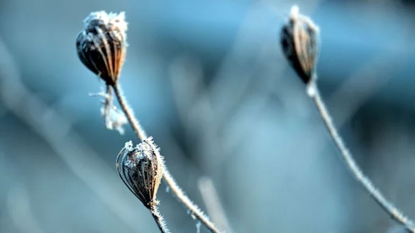 In Nordrhein-Westfalen bleibt es auch in den kommenden Tagen frostig. (Archivbild) - &copy; Federico Gambarini/dpa