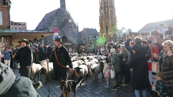 Eine Herde mit 600 Schafen ist in N&uuml;rnberg mitten durch die Stadt zu ihren Winterweiden gezogen. - &copy; Daniel L&ouml;b/dpa