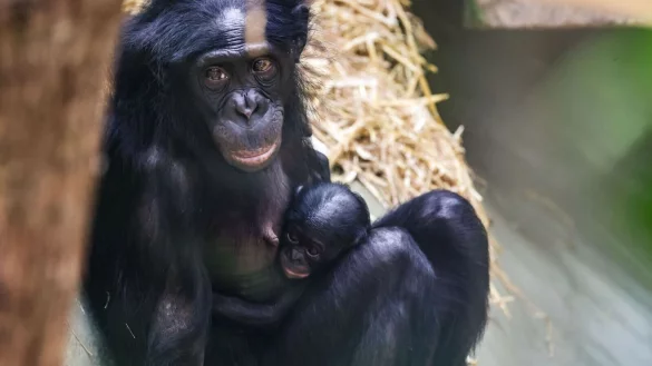 Das Bonobo-Mädchen Milumbe wurde im März im Kölner Zoo geboren. (Archivbild) - © Oliver Berg/dpa