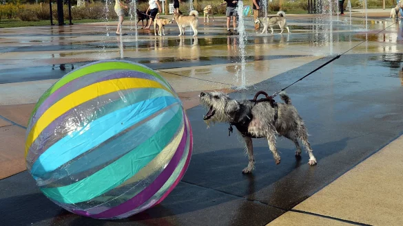 Ein Ball ist für etliche Hunde ein höchst verführerisches Objekt. (Archivbild) - © Don Campbell/The Herald-Palladium/AP/dpa