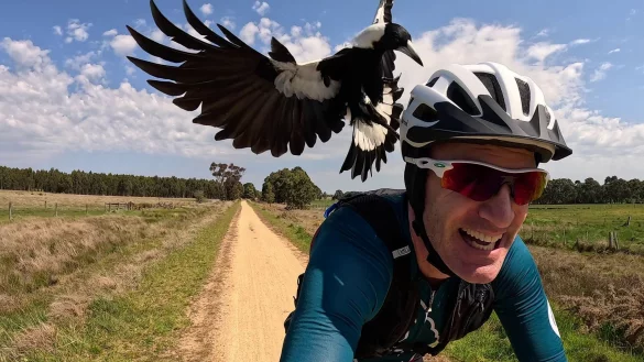 Radfahrer Shane Miller testet einen &laquo;PieProof&raquo;-Helm gegen Magpie-Angriffe. - &copy; Shane Miller/GPLama/dpa