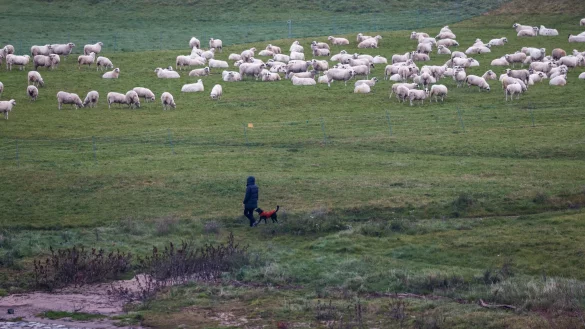 Das Wetter bleibt die nächsten Tage mit bis zu 16 Grad ungewöhnlich mild. - © Thomas Banneyer/dpa