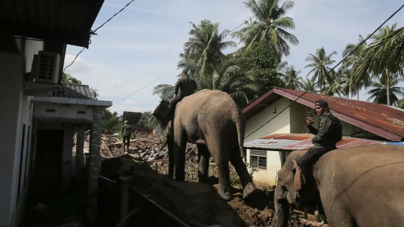 In den betroffenen Gebieten im Norden Sumatras gibt es stellenweise nur f&uuml;r Elefanten ein Durchkommen. - &copy; Ahyar Tarmizi/AP/dpa