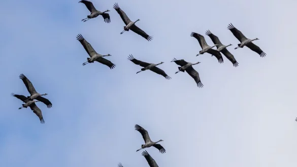 Zurzeit gibt es mehr als 100.000 Kraniche im ganzen Land. (Archivbild) - © Frank Hammerschmidt/dpa