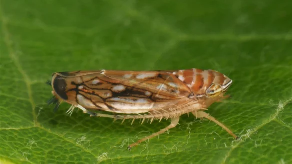 Die Amerikanische Rebzikade &uuml;bertr&auml;gt die Krankheit. - &copy; Olaf Zimmermann/Landwirtschaftliches Technologiezentrum Augustenberg /dpa