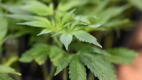 Die Ermittler entdeckten Marihuana. (Symbolbild) - &copy; Michael Brandt/dpa