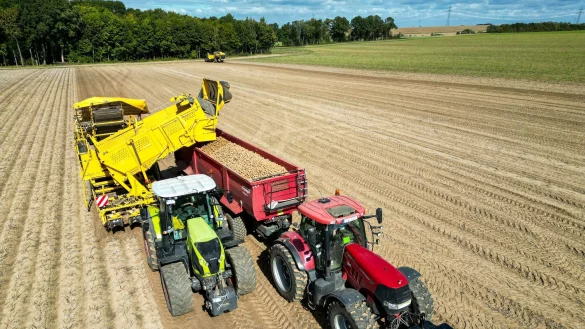 Die Kartoffelbauern haben in diesem Jahr eine sehr gute Ernte eingefahren - es sind sogar zu viele Kartoffeln, die Preise sind relativ schlecht. (Archivfoto) - &copy; Jan Woitas/dpa