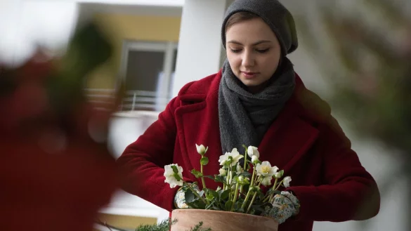 Christrosen sind winterharte Pflanzen, die sich gut für natürliche Weihnachtsdekorationen auf Balkon oder Terrasse eignen. - © Franziska Gabbert/dpa-tmn