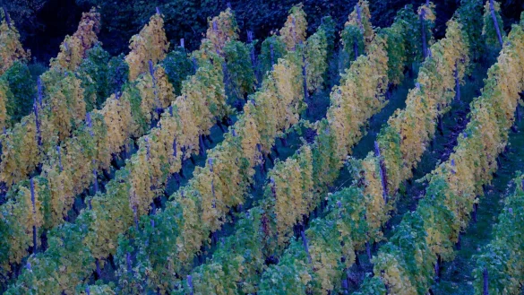 In der neuen Woche kann es in Deutschland zunehmend nass werden. - © Thomas Banneyer/dpa