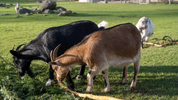Eine Ziege brachte im Sommer 2023 im Vogelpark Marlow eine Urlauberin aus Sachsen-Anhalt zu Fall. Um Folgekosten etwa f&uuml;r die Behandlung der Frau wurde vor Gericht gestritten. (Archivbild) - &copy; Stefan Sauer/dpa