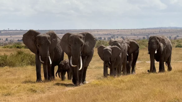 In der Nähe des Unfallorts befindet sich ein privater Wildpark, in dem zahlreiche Elefanten leben. (Symbolbild) - © Eva Krafczyk/dpa