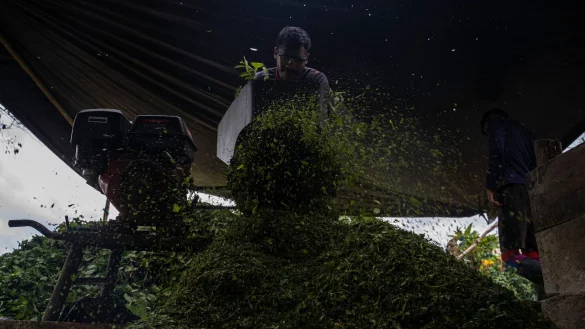 Kolumbien ist der gr&ouml;&szlig;te Kokainproduzent der Welt. (Archivbild) - &copy; Edinson Arroyo/dpa