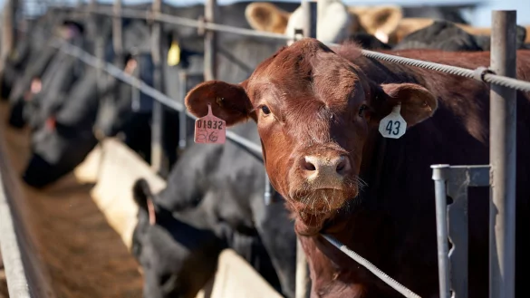 Die weltweite Nahrungsmittelproduktion verursacht dem Bericht zufolge rund 30 Prozent der globalen Treibhausgasemissionen. (Archivbild) - &copy; Nati Harnik/AP/dpa