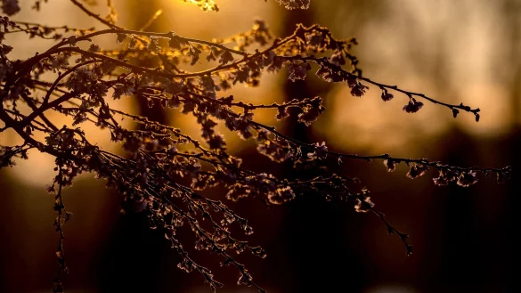 An Heiligabend war es in NRW kalt und sonnig. - &copy; Rolf Vennenbernd/dpa