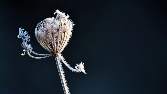 In den n&auml;chsten Tagen ist in den Morgenstunden weiterhin mit Gl&auml;tte zu rechnen. (Archivbild) - &copy; Federico Gambarini/dpa