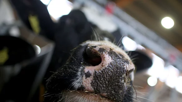 Erstmals sind in Europa bei einer Kuh Antik&ouml;rper gegen die Vogelgrippe festgestellt worden. (Symbolbild) - &copy; Oliver Berg/dpa