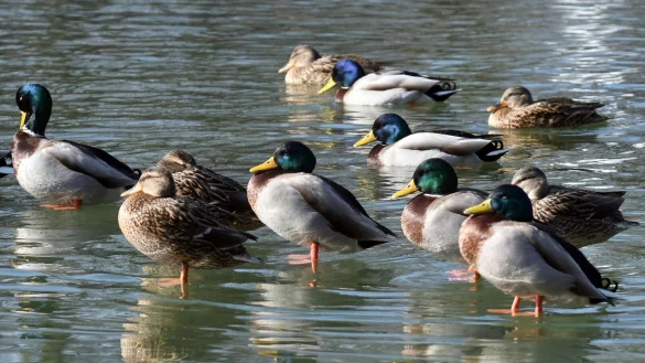Die n&auml;chsten Tage wird es sonnig und in der Nacht kalt. (Archivbild) - &copy; Henning Kaiser/dpa