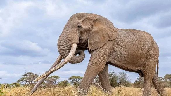 Craigs Sto&szlig;z&auml;hne waren &uuml;ber weite Entfernungen in den Savannen und Feuchtgebieten sichtbar. (Archivbild) - &copy; -/Kenya Wildlife Service/dpa
