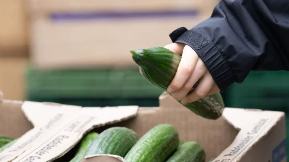 Salatgurken geh&ouml;ren zu den beliebtesten Gem&uuml;sesorten in Deutschland. (Symbolbild) - &copy; Sebastian Kahnert/dpa