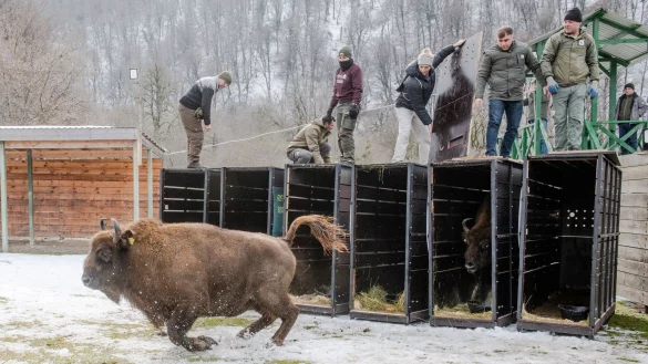 Schnell raus aus der Kiste - das Leben in Freiheit ist f&uuml;r die Tiere neu (Handoutbilder). - &copy; Emil Khalilov/Zoo Berlin/dpa
