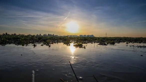 Die Sonne zeigt sich in den n&auml;chsten Tagen vermehrt. (Symbolbild) - &copy; Christoph Reichwein/dpa