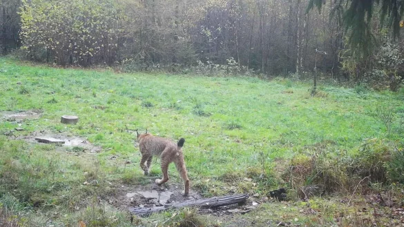 Der BUND NRW und die NRW-Stiftung planen die Wiederansiedlung des Luchses. - &copy; -/Landesamt f&uuml;r Natur, Umwelt und Klima NRW/dpa