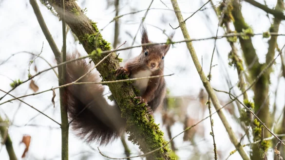 Eichh&ouml;rnchen kommen im Winter oft nicht an ihre Vorr&auml;te heran. (Archivbild) - &copy; Silas Stein/dpa