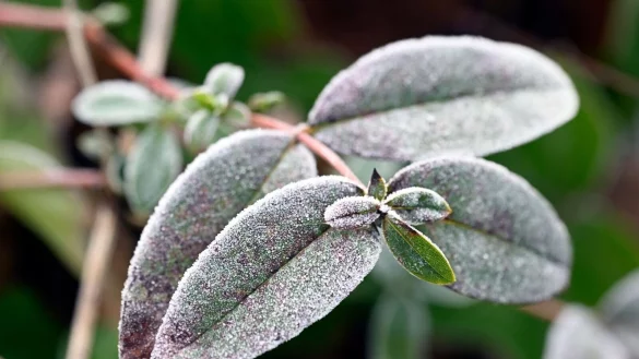 In NRW bleibt es kalt und frostig. (Archivbild) - &copy; Roberto Pfeil/dpa