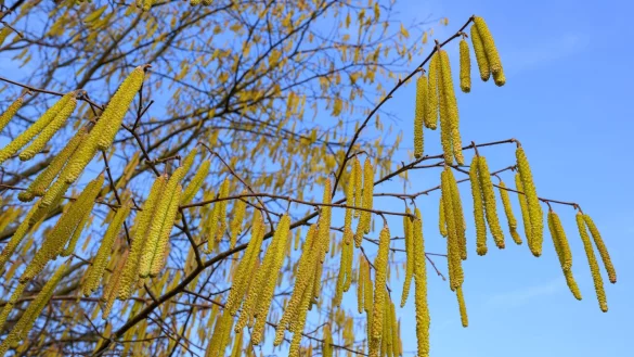 Pollen sind die h&auml;ufigsten Ausl&ouml;ser allergischer Atemwegserkrankungen. - &copy; Patrick Pleul/dpa