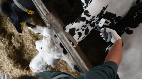 Das NRW-Landwirtschaftsministerium r&auml;t auch weiterhin zu Impfungen. (Symbolbild) - &copy; Lars Penning/dpa