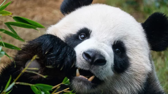 Riesenpandas locken in Zoos viele Besucher an, auch weil sie als besonders niedlich gelten. (Archivbild) - &copy; Chan Long Hei/AP/dpa