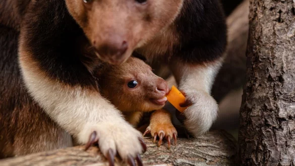Ein seltenes Baumk&auml;nguru-Baby macht gerade seine ersten Erfahrungen mit der Au&szlig;enwelt. - &copy; -/Chester Zoo/dpa