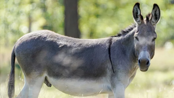 Nach einem Unfall in der Neujahrsnacht sind in der N&auml;he von Ratingen zwei Esel gestorben. (Symbolbild) - &copy; Uwe Anspach/dpa