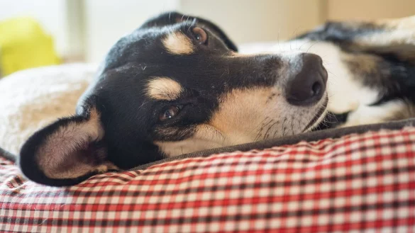 Die Mehrheit der Haustiere schl&auml;ft laut Umfrage in einem eigenen K&ouml;rbchen. (Archivbild) - &copy; picture alliance / Nicolas Armer/dpa