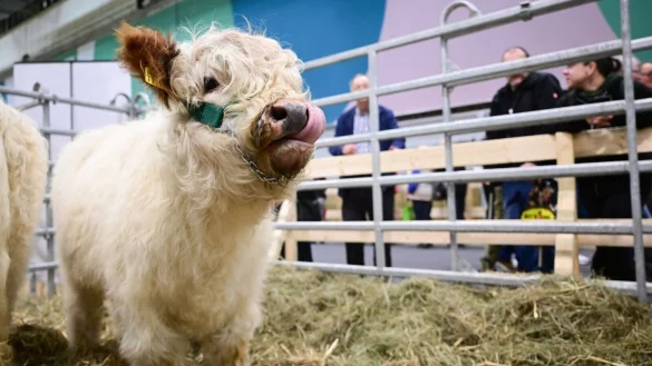 In der Tierhalle k&ouml;nnen Besucherinnen und Besucher auch K&auml;lber sehen. - &copy; Sebastian Christoph Gollnow/dpa