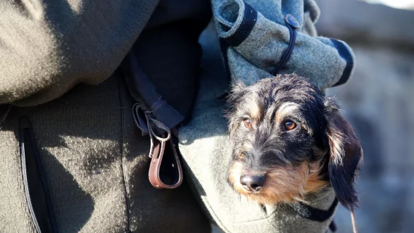 Vom Dackel bis zum Vorstehhund: 59 Jagdhunderassen werden in Dortmund pr&auml;sentiert. (Symbolbild) - &copy; Roland Weihrauch/dpa