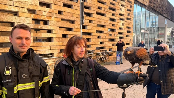 Ein W&uuml;stenbussard musste in Wuppertal aus einer L&uuml;cke einer Steinmauer befreit werden. - &copy; Feuerwehr Wuppertal/dpa