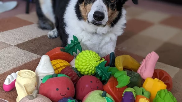 Der elf Jahre alte Border Collie-R&uuml;de Bryn aus Gro&szlig;britannien kennt die Namen von etwa 100 Spielzeugen. - &copy; Helen Morgen/EurekAlert/dpa