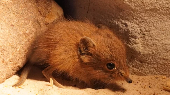 Der kleine Kurzohrr&uuml;sselspringer ist der erste Nachwuchs des Jahres im Tiergarten Kleve. - &copy; -/Tiergarten Kleve/dpa