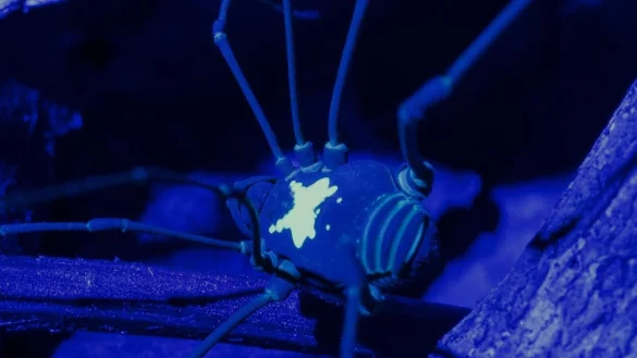 Unter UV-Licht kommt das R&uuml;ckenmuster des Weberknechts besonders zur Geltung. - &copy; Konrad Wothe/SNSB/dpa