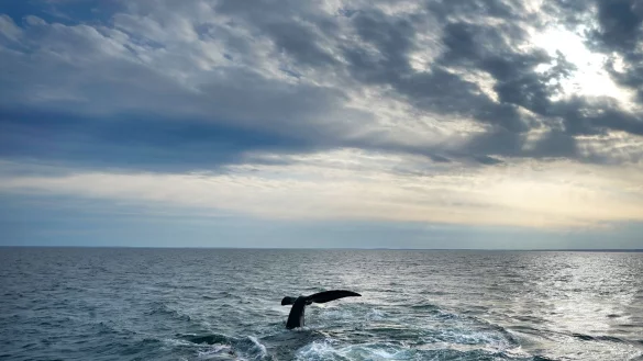 Erstmals gibt es ein UN-Abkommen zum Schutz der Hochsee. (Archivbild) - &copy; Robert F. Bukaty/AP