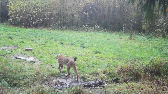 Der BUND NRW und die NRW-Stiftung planen die Wiederansiedlung des Luchses. Das Foto zeigt ein Wildtier, das von einer Wildkamera erfasst wurde. - &copy; -/Landesamt f&uuml;r Natur, Umwelt und Klima NRW/dpa