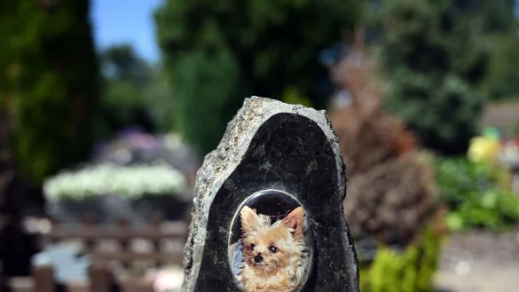 Auf einem Tierfriedhof liegen viele geliebte Haustiere begraben. - &copy; Soeren Stache/dpa