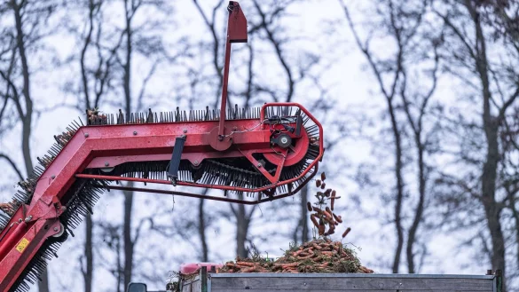 Von einem Landwirt werden die letzten Karotten mit einem M&ouml;hrenroder vom Feld geerntet. (Archivbild) - &copy; Guido Kirchner/dpa
