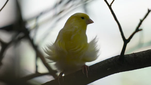 Der kleine Vogel hatte sich in einer ungl&uuml;cklichen Lage befunden - und bekam Hilfe von der Feuerwehr. (Symbolbild) - &copy; Marcus Brandt/dpa