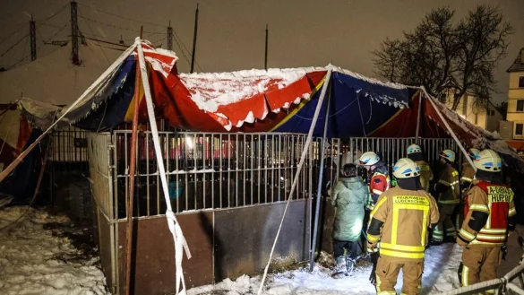 Alle Tiere konnten unverletzt aus dem Zelt gerettet werden. - &copy; Alex Talash/dpa