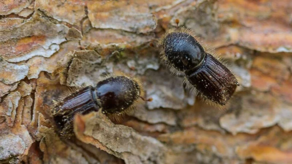 So genannte Buchdrucker, eine K&auml;ferart aus der Familie der Fichtenborkenk&auml;fer, sitzen auf der Rinde einer Fichte. (Archivbild) - &copy; Andreas Arnold/dpa