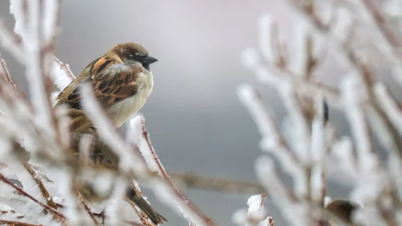 Trotz eines R&uuml;ckgangs f&uuml;hrt der Haussperling die Rangliste weiter an. - &copy; Thomas Warnack/dpa